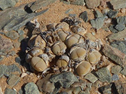 Cheiridopsis verrucosa