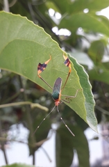 Anisoscelis foliaceus