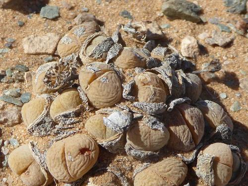 Cheiridopsis verrucosa