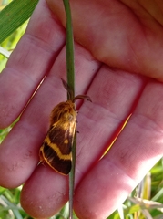 Lemonia dumi