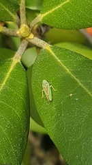 Graphocephala fennahi