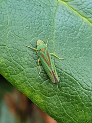 Graphocephala fennahi