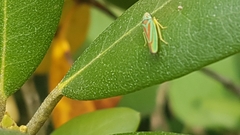Graphocephala fennahi