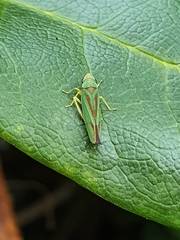 Graphocephala fennahi