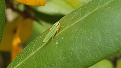 Graphocephala fennahi