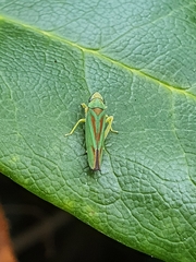 Graphocephala fennahi
