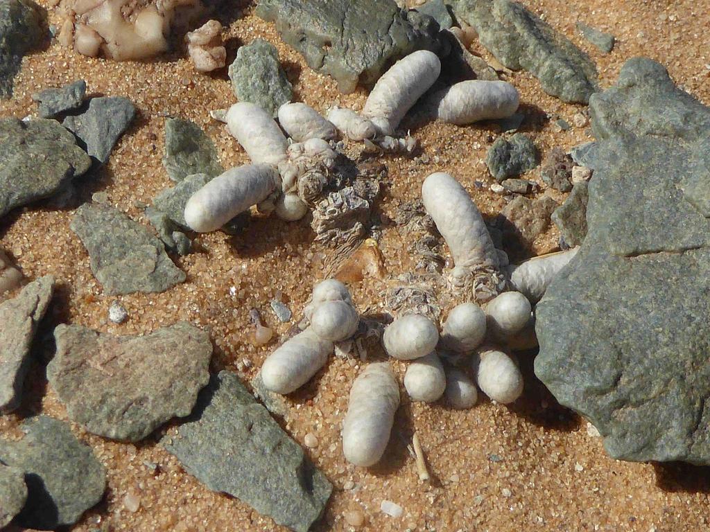 Anacampseros gariepensis