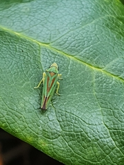 Graphocephala fennahi