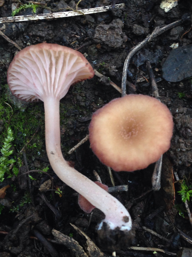 rosy navel