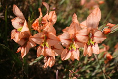 Gladiolus meliusculus
