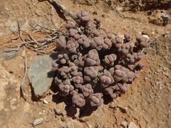 Crassula elegans elegans