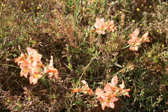 Gladiolus meliusculus