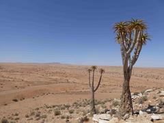 Aloidendron pillansii