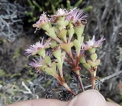 Ruschia gracilis