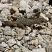 Island Least Gecko - Photo (c) Toby Ross, some rights reserved (CC BY-NC), uploaded by Toby Ross