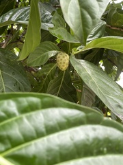 Morinda citrifolia