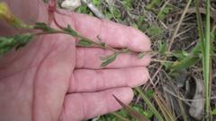 Oenothera indecora