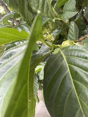 Morinda citrifolia