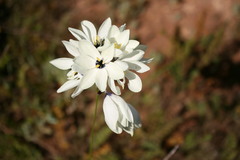 Ixia viridiflora