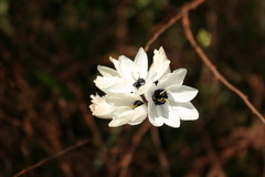Ixia viridiflora