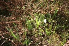 Ixia viridiflora