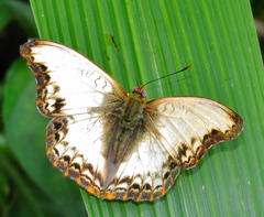 Cymothoe alcimeda trimeni