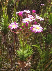 Senecio speciosissimus