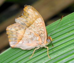 Cymothoe alcimeda trimeni