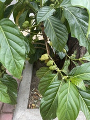 Morinda citrifolia