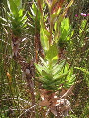 Senecio speciosissimus