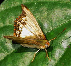 Cymothoe alcimeda trimeni