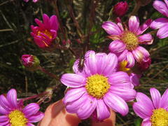 Senecio speciosissimus