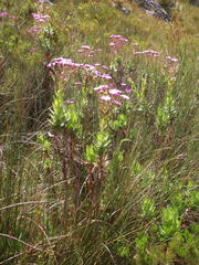 Senecio speciosissimus
