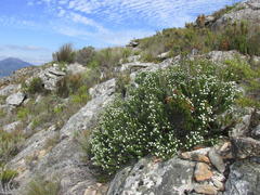 Phylica alba