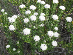 Phylica alba