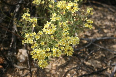 Polycarena capensis
