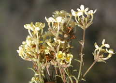 Polycarena capensis