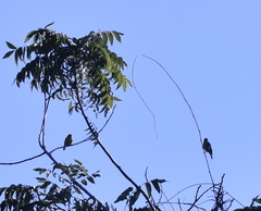 Spinus psaltria