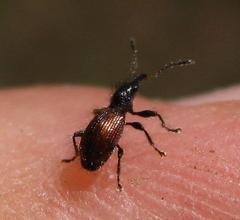 Rhynchitapion variiforme