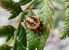 Harmonia axyridis