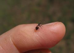 Rhynchitapion variiforme