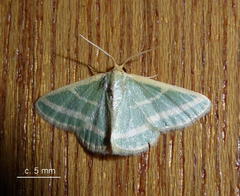 Mixocera frustratoria