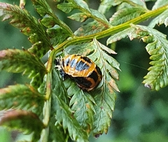 Harmonia axyridis