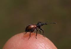 Rhynchitapion variiforme