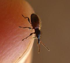 Rhynchitapion variiforme