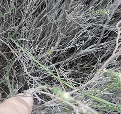 Heliophila linearis linearifolia