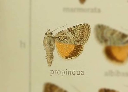 Guernsey Underwing