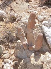 Larryleachia perlata