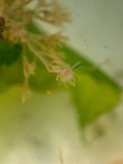 Ectopleura crocea