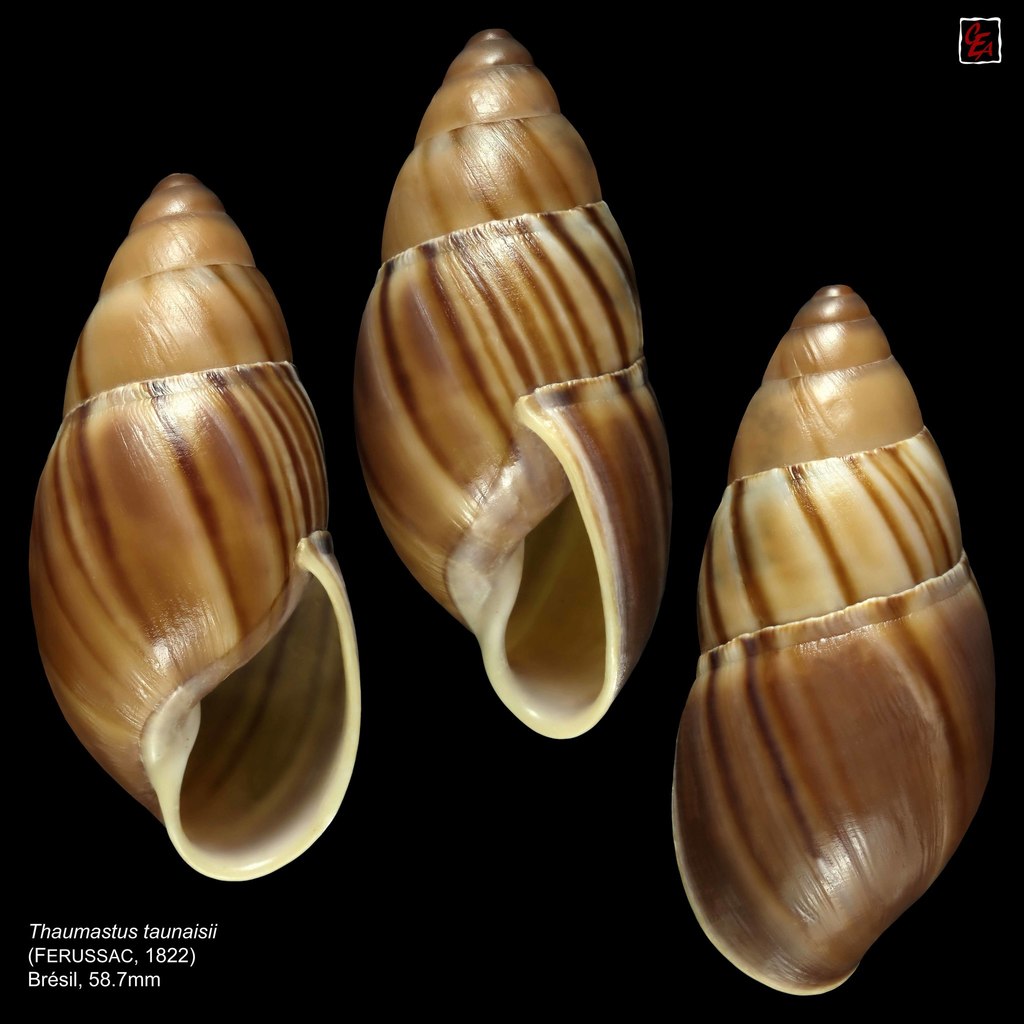 Orphaicus taunaisii